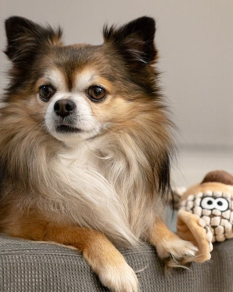 Pet Supplies-Shop the Best: Quality Products for Happy and Healthy Pets - Carbone's Marketplace