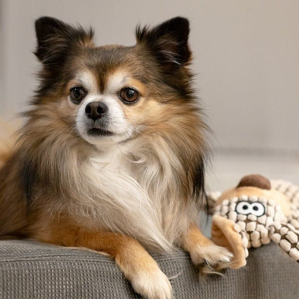 Pet Supplies-Shop the Best: Quality Products for Happy and Healthy Pets - Carbone's Marketplace
