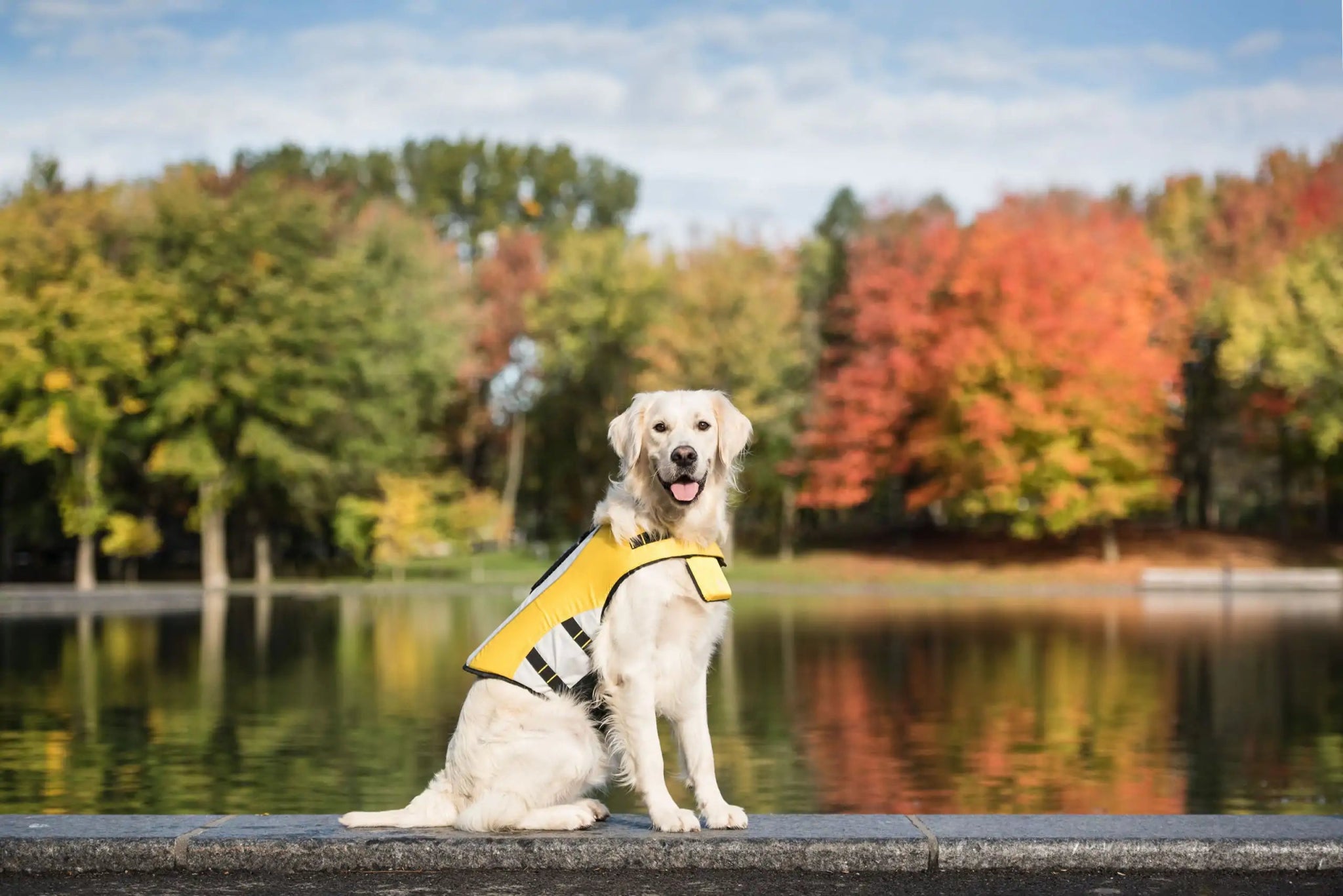 WaveDog Safety Vest - Carbone's Marketplace