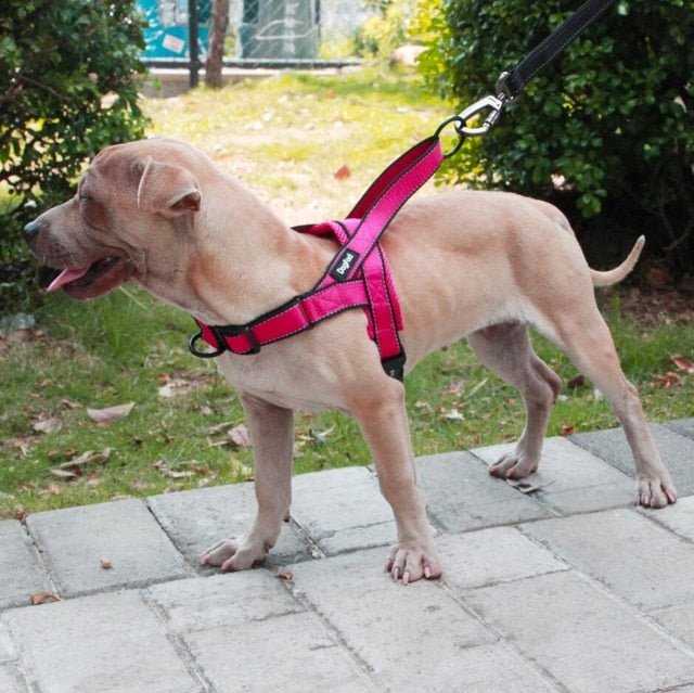 Adjustable Dog Harness - Carbone&