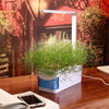 Indoor Hydroponic Herb Garden Kit - Carbone's Marketplace